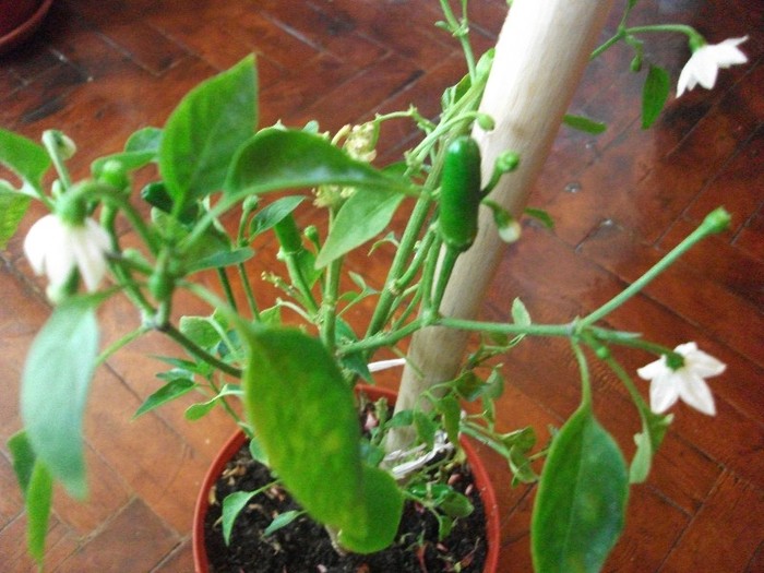 ardei iute - alte flori