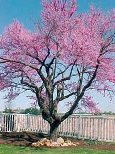 Cercis-canadensis - cercis-copacul din povesti