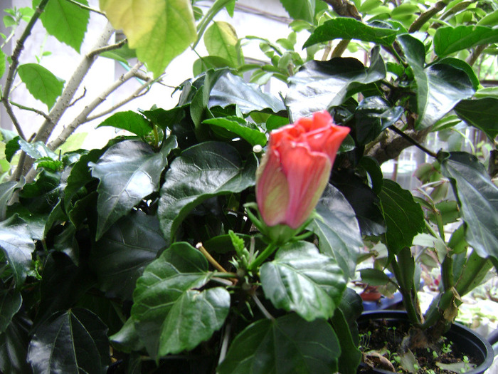 DSC06161 - hibiscus 2011