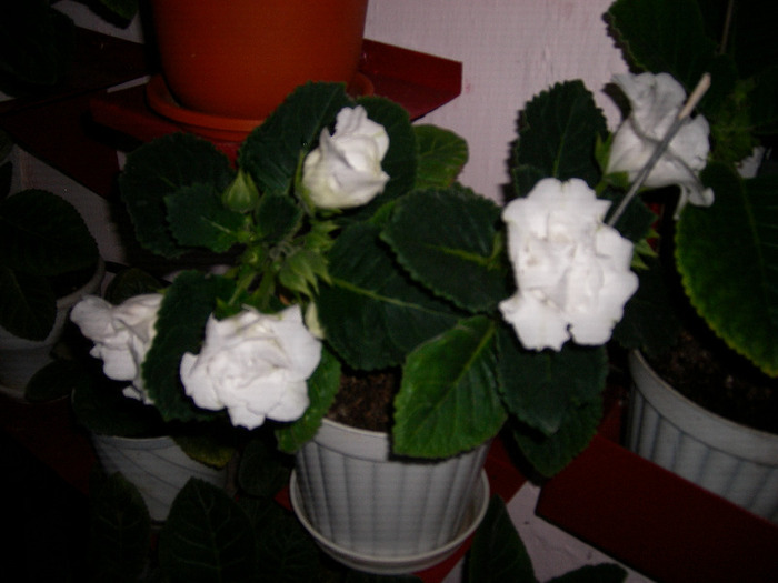 Flori  25 05-2011