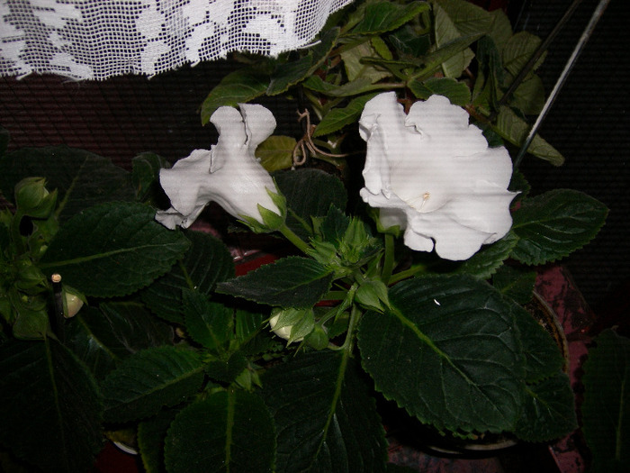 Flori  25 05-2011