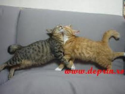 images (3) - animale