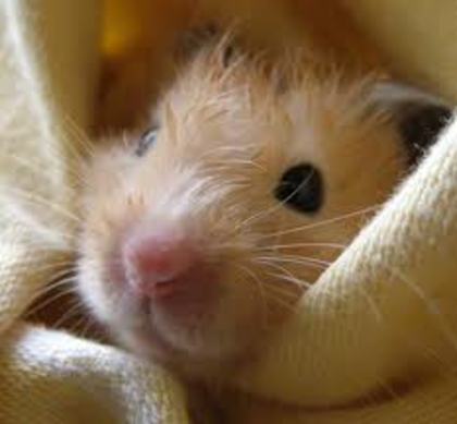 mie somn si vreau sa dorm