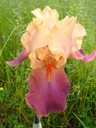 96. "Renate", 25.05.2011