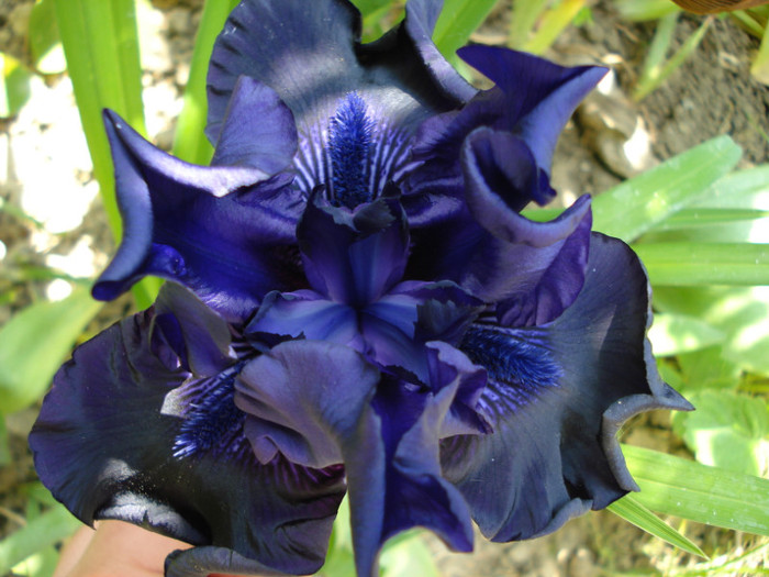 78. "Midnight Express"