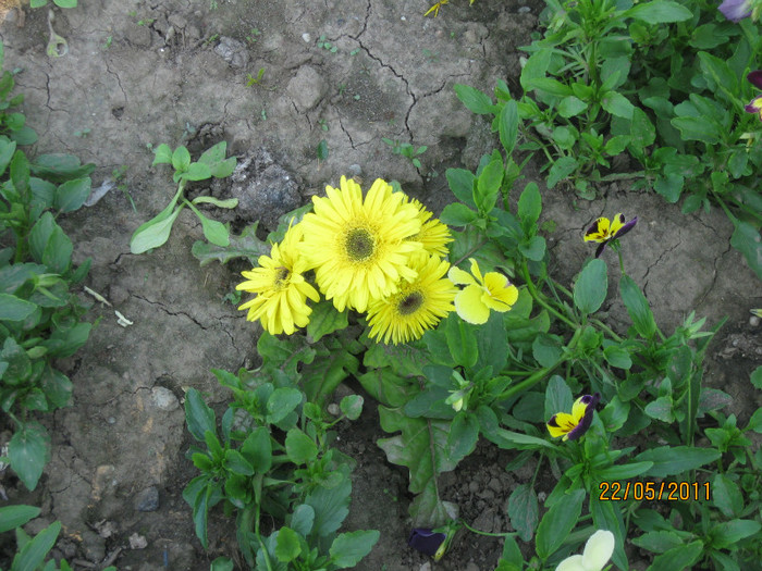 gerbera