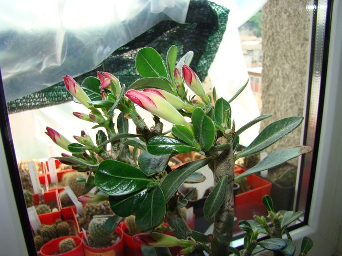 DSC04146 - Adenium cumparat de la Bakker