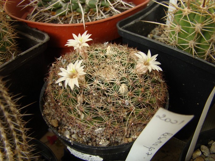Mammillaria heideri v. hemispherica