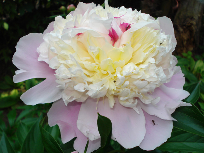 DSC06366 - Paeonia-Bujori 2011