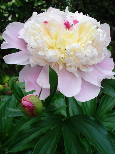 DSC06370 - Paeonia-Bujori 2011