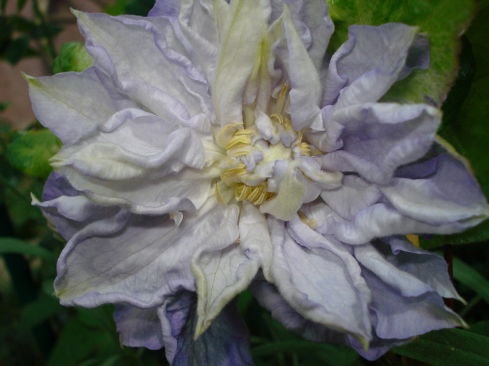 "Veronicas Choice", 25.05.2011