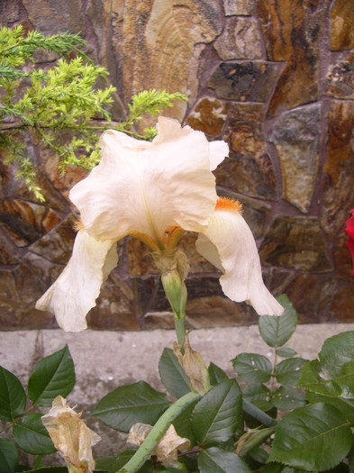 iris germanica - Plante de gradina