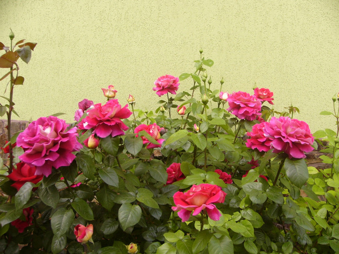 trandafiri - Plante de gradina