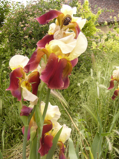 iris germanica - Plante de gradina