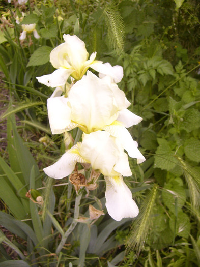 iris germanica - Plante de gradina