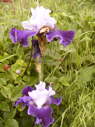 iris germanica