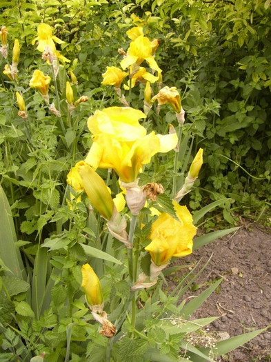 iris germanica - Plante de gradina