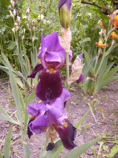 iris germanica - Plante de gradina