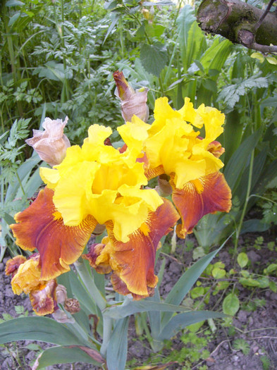 iris germanica