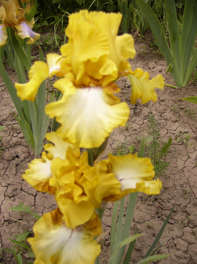 iris germanica - Plante de gradina