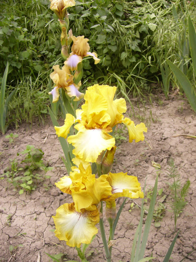 iris germanica - Plante de gradina