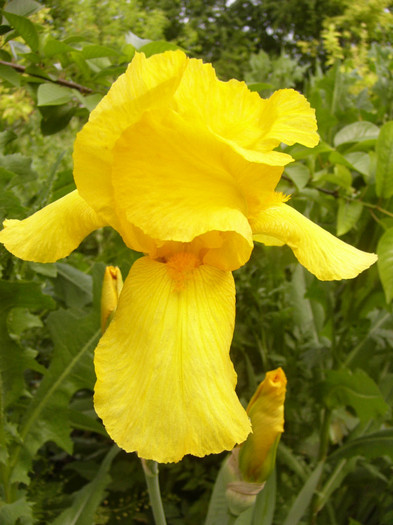 iris germanica - Plante de gradina