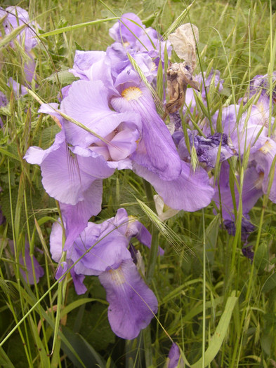 iris germanica