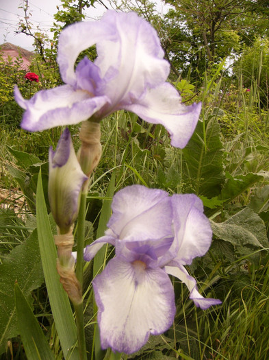 iris germanica - Plante de gradina