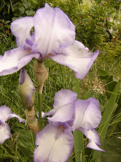 iris germanica - Plante de gradina