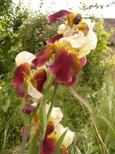 iris germanica