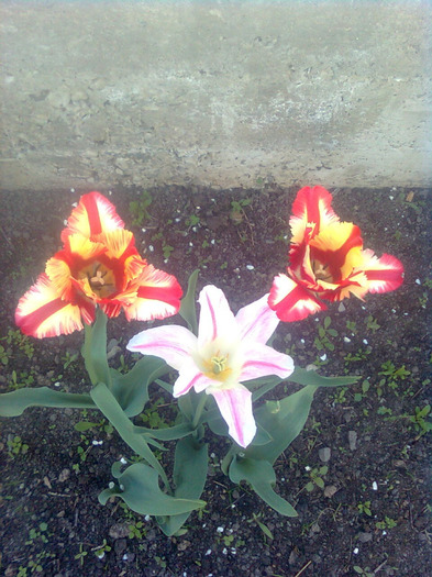 Imagine0620 - florile mele