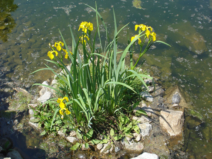 Picture 382 - gradina botanica 2011