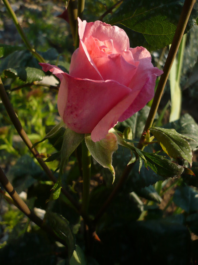 026 - trandafiri 2011