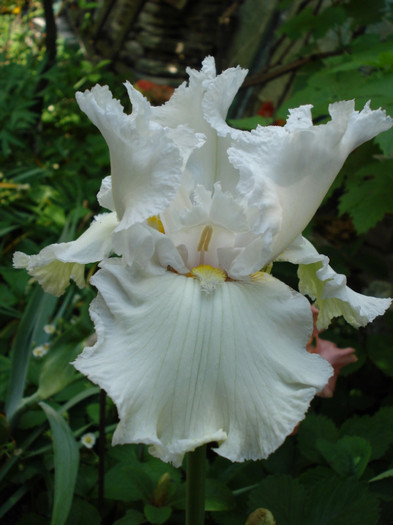 68. "Lacy Snowflake"