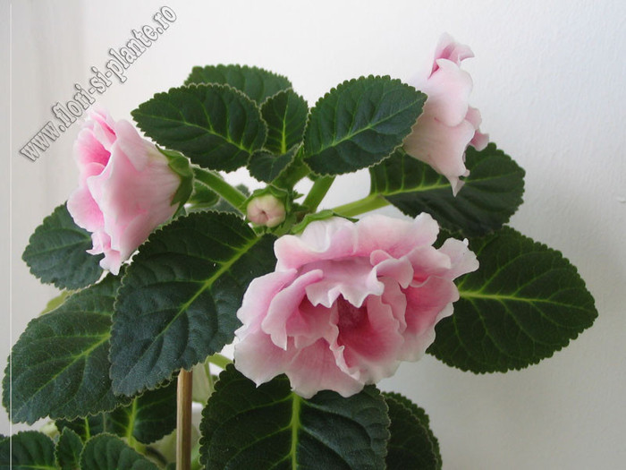 Gloxinia_mini roz  degrade involt 2 - GLOXINIA _ SINNINGIA