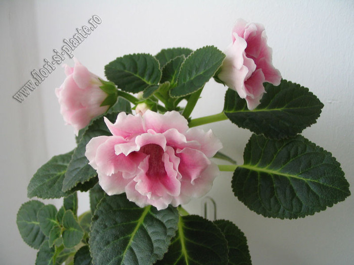 Gloxinia_mini roz  degrade involt 3 - GLOXINIA _ SINNINGIA