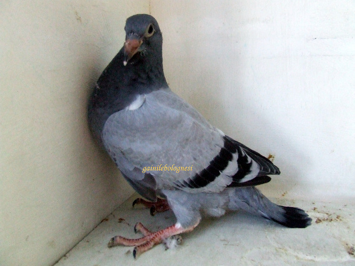 164481-2011 albastru; tata Paserini
