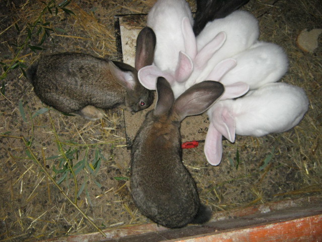 poze 3 595 - iepuri de vinzare  0761333434