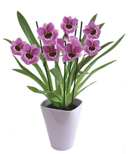 orchidee-miltonia - PRINTESELE MELE DIN CASA  2