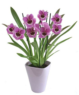 orchidee-miltonia