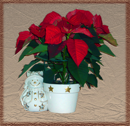 Poinsettia - PRINTESELE MELE DIN CASA  2