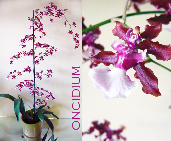 Oncidium - 7 ORHIDEE