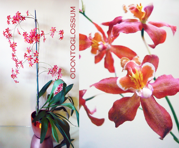 Odontoglossum%201