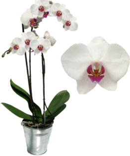 orchidee_amour_big