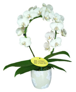 orchidee_big - 7 ORHIDEE