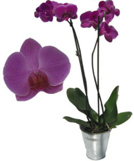 orchidee_rose_zinc_big - 7 ORHIDEE
