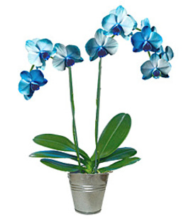 orchidee-bleue_big - 7 ORHIDEE