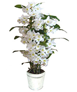 orchidee-dendrobium_big