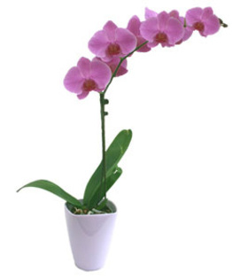 orchidee-phalaenopsis_big