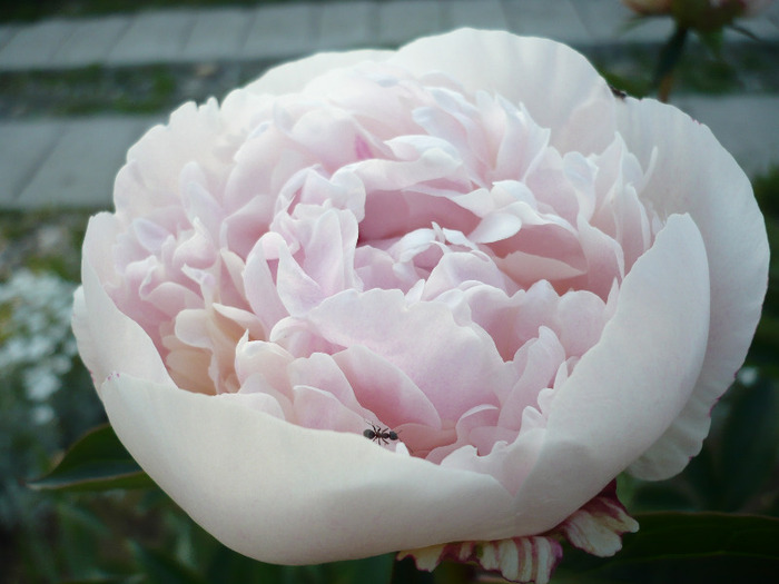 038